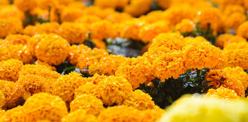 一點都不可怕的墨西哥亡靈節 與亡靈一同狂歡 生活 免抬頭 網羅所有新奇有趣人事物