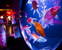 江戸・金魚の涼 Art Aquarium
