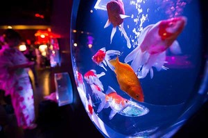 Art Aquarium