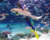水族館 噩夢