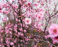 立春時節氣候 提升免疫力
