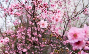 立春時節氣候 提升免疫力