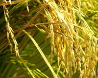 小滿除濕 小滿除濕