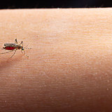 登革熱預防 登革熱預防