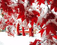 楓葉與白雪並存 免抬頭文章分享平台