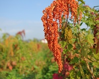 台灣紅藜 防癌助減重