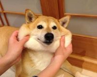 柴犬 捏臉