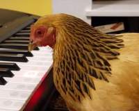會彈琴的雞