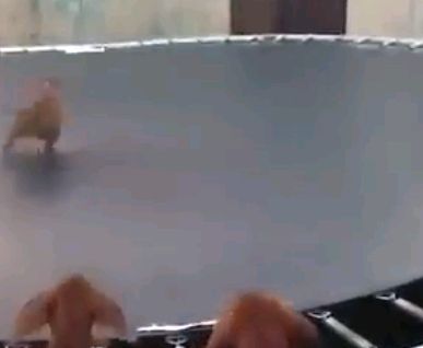 彈跳床